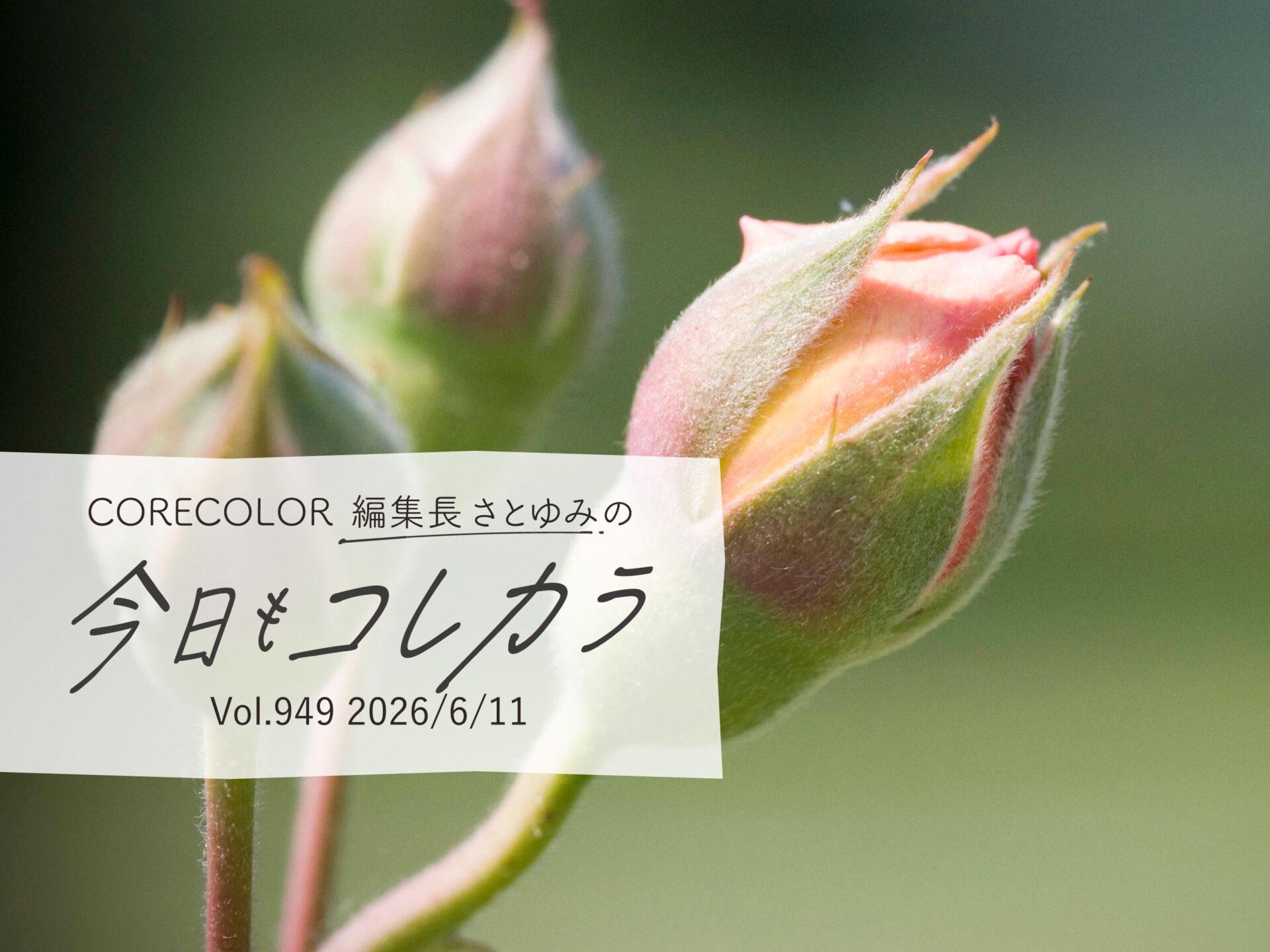 こゆみページ CORECOLOR